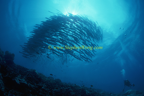 Barracuda, Chevron Barracuda 125 & Steve LU 0705 Sipadan1995