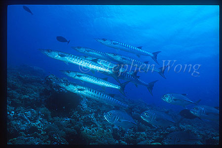 Barracuda, Chevron Barracuda & Horse-Eye Jack 01 Solomons2001