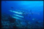 Barracuda, Chevron Barracuda & Horse-Eye Jack 01 Solomons2001