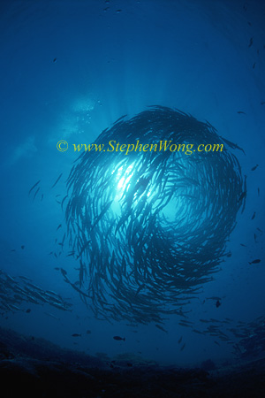 Barracuda, Chevron Barracuda & Horse-Eye Jack 03 0705