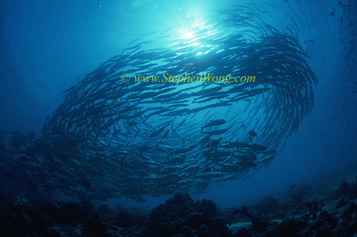 Barracuda, Chevron Barracuda & Horse-Eye Jack 04 0705