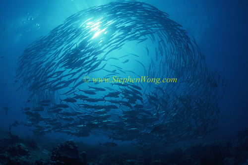 Barracuda, Chevron Barracuda & Horse-Eye Jack 05 0705