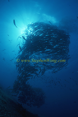 Barracuda, Chevron Barracuda & Horse-Eye Jack 06 0705