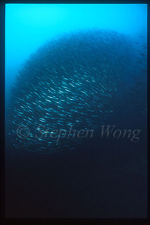 Barracuda, Sphyraena idiastes 01 Galapagos1994