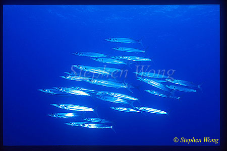Barracuda, Yellowtail Barracuda 02, Sphyraena flavicauda