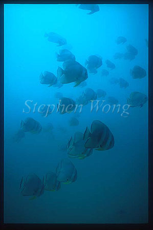 Batfish, Boers Batfish 01 Platax boersii