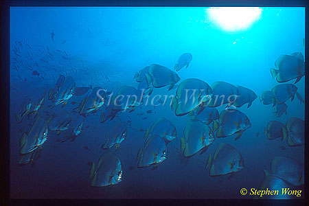 Batfish, Boers Batfish 02 Platax boersii