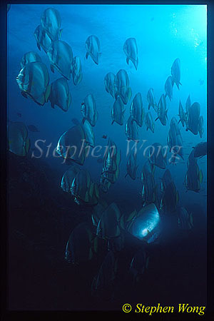 Batfish, Boers Batfish 03 Platax boersii