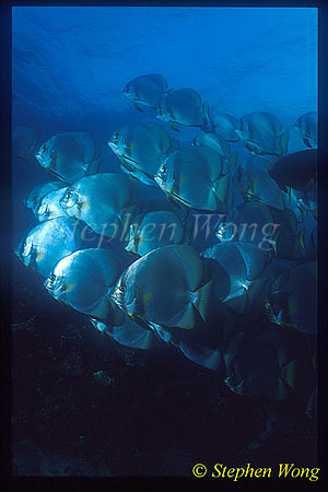 Batfish, Boers Batfish 05 Platax boersii
