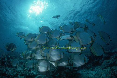 Batfish, Boers Batfish 06 Platax boersii 0705