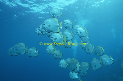Batfish, Rounded Batfish 01 0705