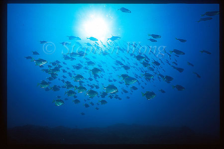 Batfish, Silver Batfish 01 Monodactylus argenteus