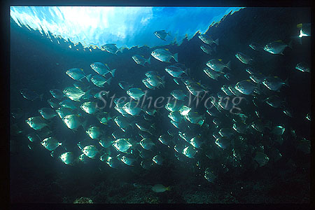 Batfish, Silver Batfish 02 Monodactylus argenteus