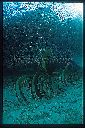 Batfish, Tall-fin Batfish 02, Platax teira & Baitfish