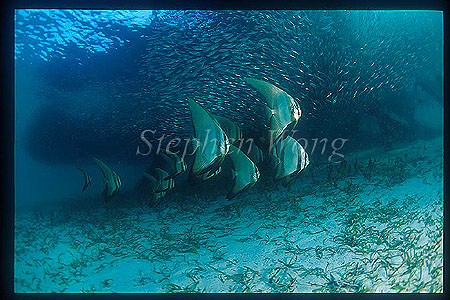 Batfish, Tall-fin Batfish 03, Platax teira & Baitfish