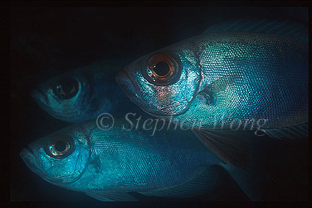 Big Eye, Bloch's 01, Priacanthus blochii