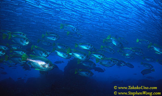 Big Eye Cottonfish under Barracudas 02 110104