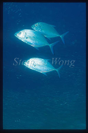 Blue Spotted Jack 02 hunting baitfish