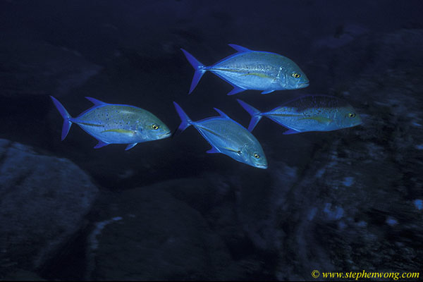 Blue Spotted Jack 03 socorro 060104