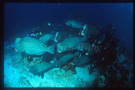 Buffalo Fish 01 & Takako, Sipadan2001