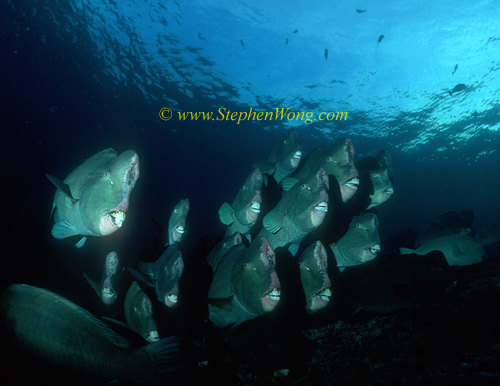 Buffalo Fish 04 0705