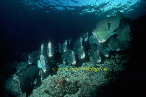 Buffalo Fish 05 0705