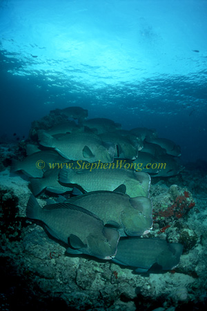 Buffalo Fish 06 0705