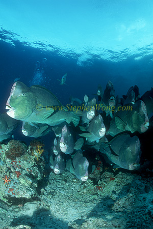 Buffalo Fish 09 0705