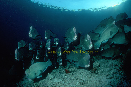 Buffalo Fish 10 0705