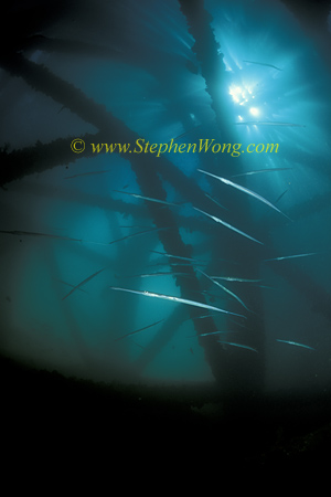 Cornets 01 under jetty 0705