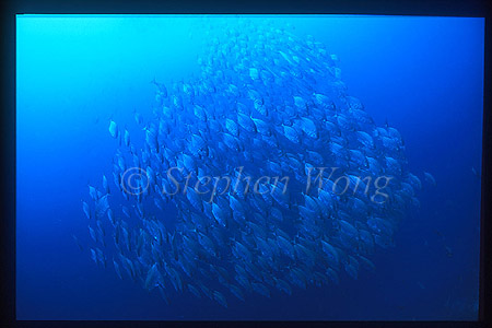 Cotton Mouth Jacks 01