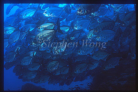 Cotton Mouth Jacks 02