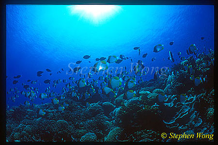 Diamond Butterflyfish School on Reef 01
