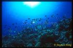 Diamond Butterflyfish School on Reef 01