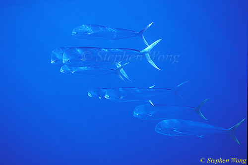 Dolphinfish or Mahi Mahi 02, Azores 110803