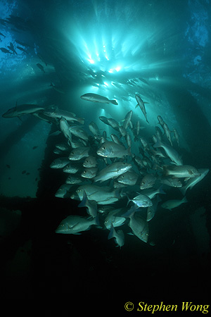 Emperor Snappers 02, under jetty 081803