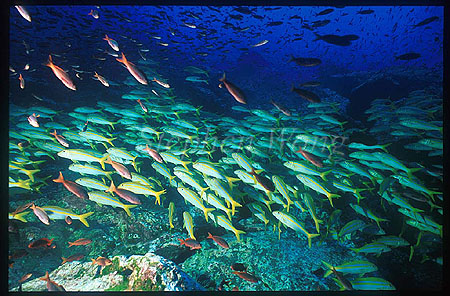 Goatfish, Yellow-lined Goatfish 01