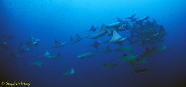 Golden Cownose Rays Schooling 02, Galapagos 110103