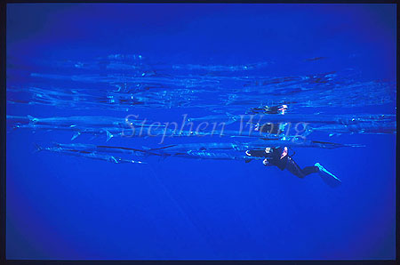 Half-Beaked 02 & Takako, Azores2000