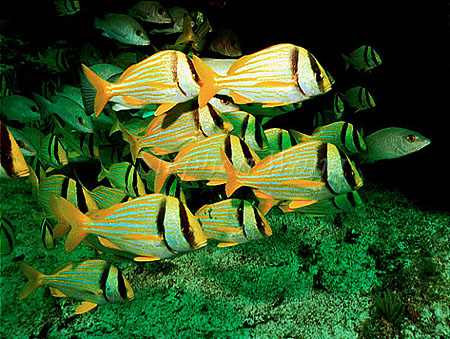 Porkfish 01 negative 1991 Cozumel