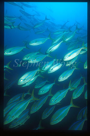 Rainbow Chub 01 Galapagos1994