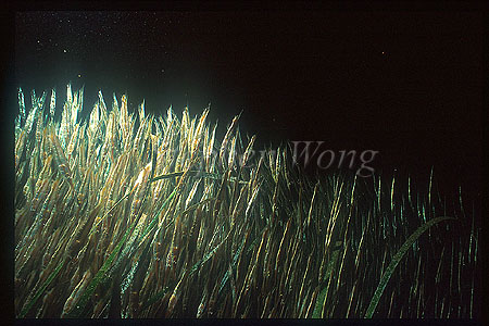 Shrimpfish 02 hiding amongst seagrass
