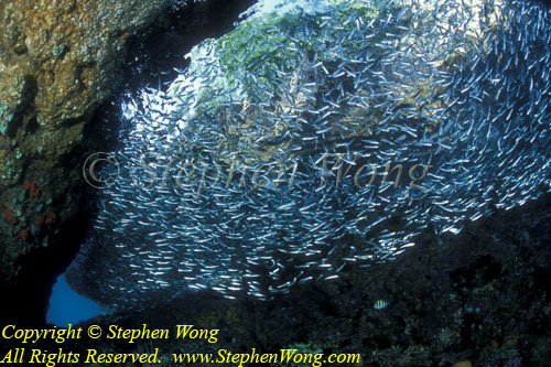 Silversides 01t Hypoatherina barnesi RA0607 Stephen WONG 010109