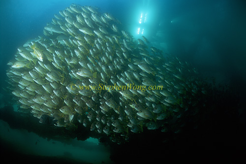 Snappers, Blue Lined & Threadfinned Pearl Perch 04 0705