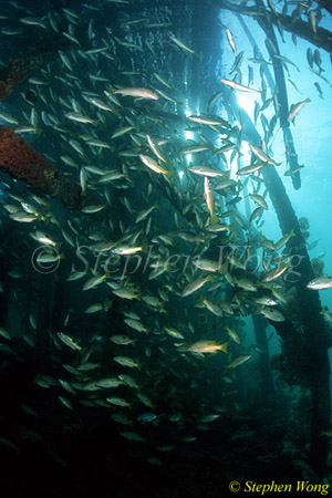 Snappers, derawan Jetty 01 080103