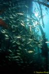 Snappers, derawan Jetty 01 080103