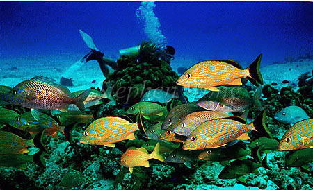 Snappers, French Grunts 01 & Sidney, negative, Cozumel1991