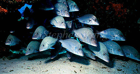 Snappers, Silver Grunts 01, negative 1991 Cozumel