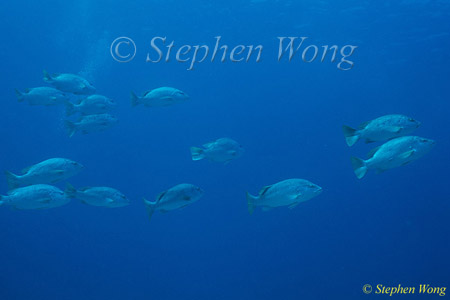 Snappers, Yellowfinned Snappers 01 adult school 080803