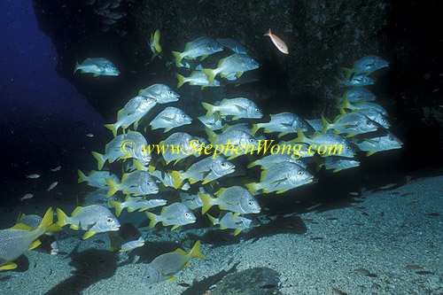 Snappers, Yellowtailed Snappers 01 060608